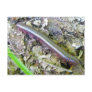 Millipede Postcard