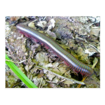 Millipede Postcard