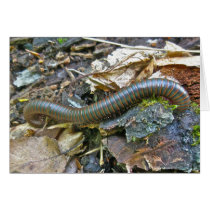 Millipede Series Items Cards