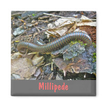 Millipede Series Items Magnets