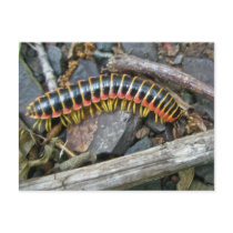 Millipede Series Items Postcard