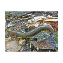 Millipede Series Items Post Card