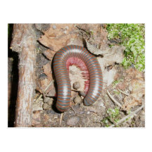 Millipede (Spirobolida-Narceus americanus) Postcard