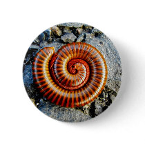 Millipede Trigoniulus Corallinus Curled Arthropod