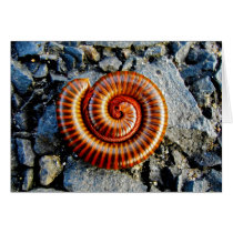 Millipede Trigoniulus Corallinus Curled Arthropod