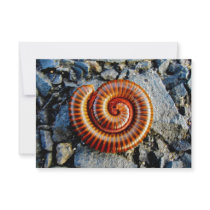 Millipede Trigoniulus Corallinus Curled Arthropod
