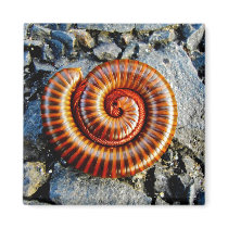 Millipede Trigoniulus Corallinus Curled Arthropod