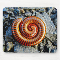 Millipede Trigoniulus Corallinus Curled Arthropod