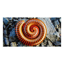 Millipede Trigoniulus Corallinus Curled Arthropod