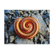 Millipede Trigoniulus Corallinus Curled Arthropod Postcards