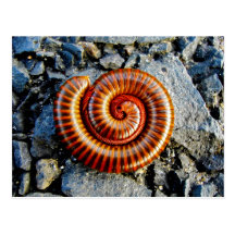 Millipede Trigoniulus Corallinus Curled Arthropod Postcards