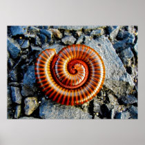 Millipede Trigoniulus Corallinus Curled Arthropod Print