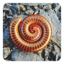 Millipede Trigoniulus Corallinus Curled Arthropod