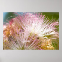 Mimosa Blossoms