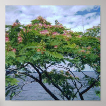 Mimosa Tree in Bloom Posters