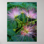 Mimosa Tree posters