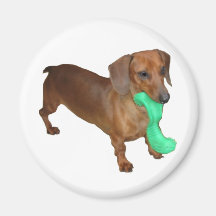 Minature Dachshund Magnets