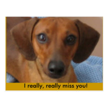 Minature Dachshund Post Cards