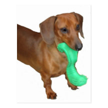 Minature Dachshund Postcards