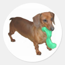 Minature Dachshund Round Stickers