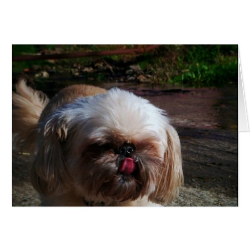 Mindy Card