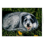 "Mindy" dog rock card