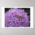 Mini Bumble Bee on Allium posters