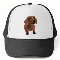 Mini Dachshund Hat