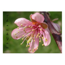 Mini Flower Notecard Business Card Templates