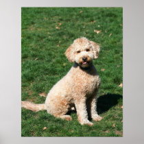 Mini Goldendoodle poster