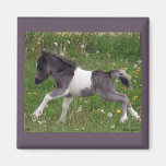 Mini Horse Magnet