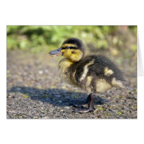 Mini Mallard Card