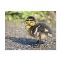 Mini Mallard Postcard