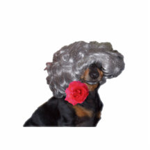 mini-pincher black and tan photo cutout
