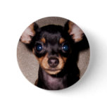 mini pinscher. buttons