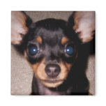 mini pinscher. magnets