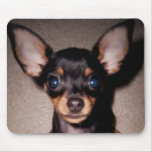 mini pinscher. mousepads
