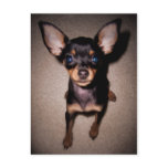 mini pinscher. postcards