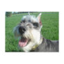 Mini Schnauzer Postcard