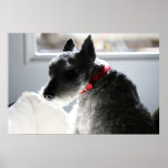 Mini Schnauzer posters