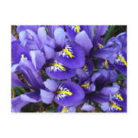 Miniature Blue Irises Postcard