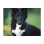 miniature collie postcards