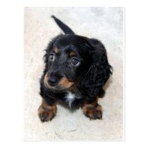 Miniature Long Haired Dashund Post Card