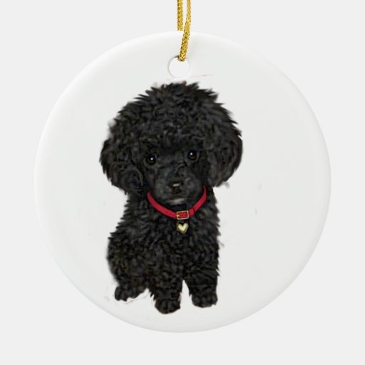 Miniature or Toy Poodle Black 1 Zazzle