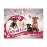 Miniature Pincher Licks Of Love Gifts postcards