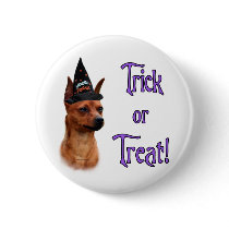 Miniature Pinscher Trick