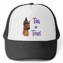 Miniature Pinscher Trick
