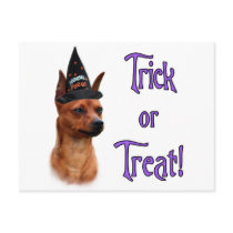 Miniature Pinscher Trick