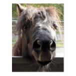 Miniature Pony Peering Over Fence Postcard
