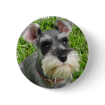 Miniature Schnauzer Button